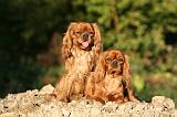 CAVALIER KING CHARLES 744